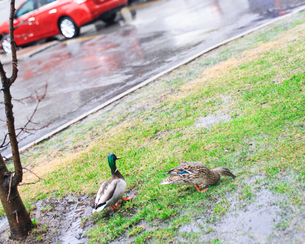 Les canards sur le campus